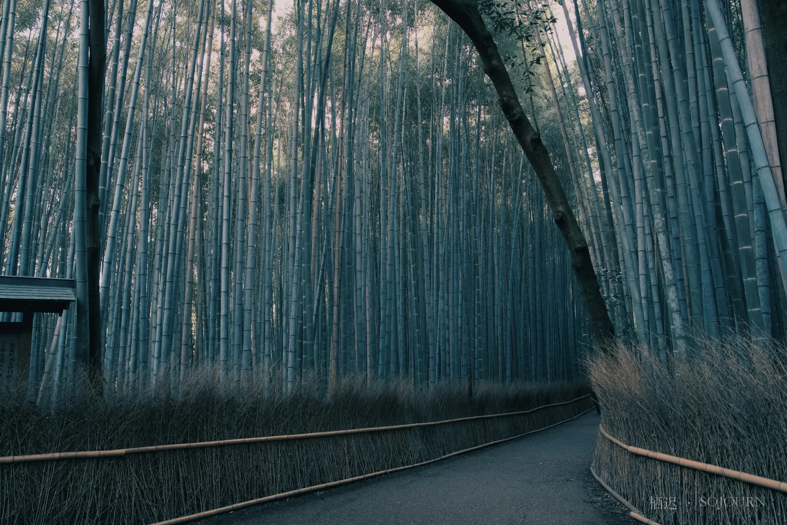 The bamboo path at six