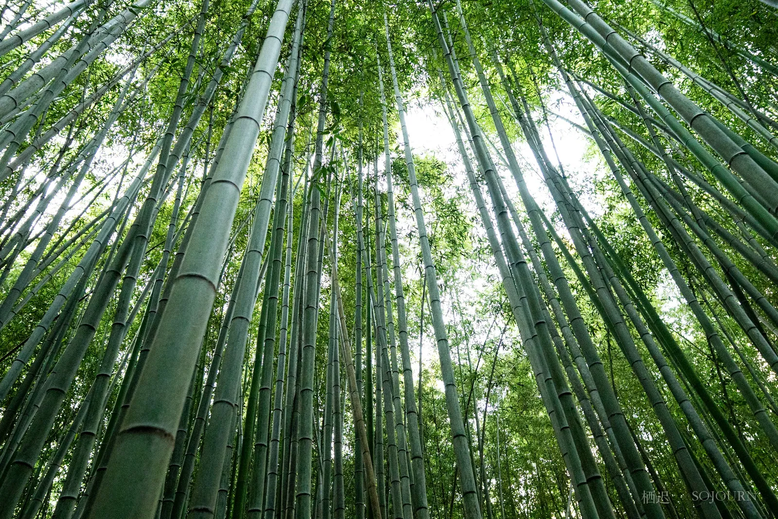 洛西 · 竹与庭